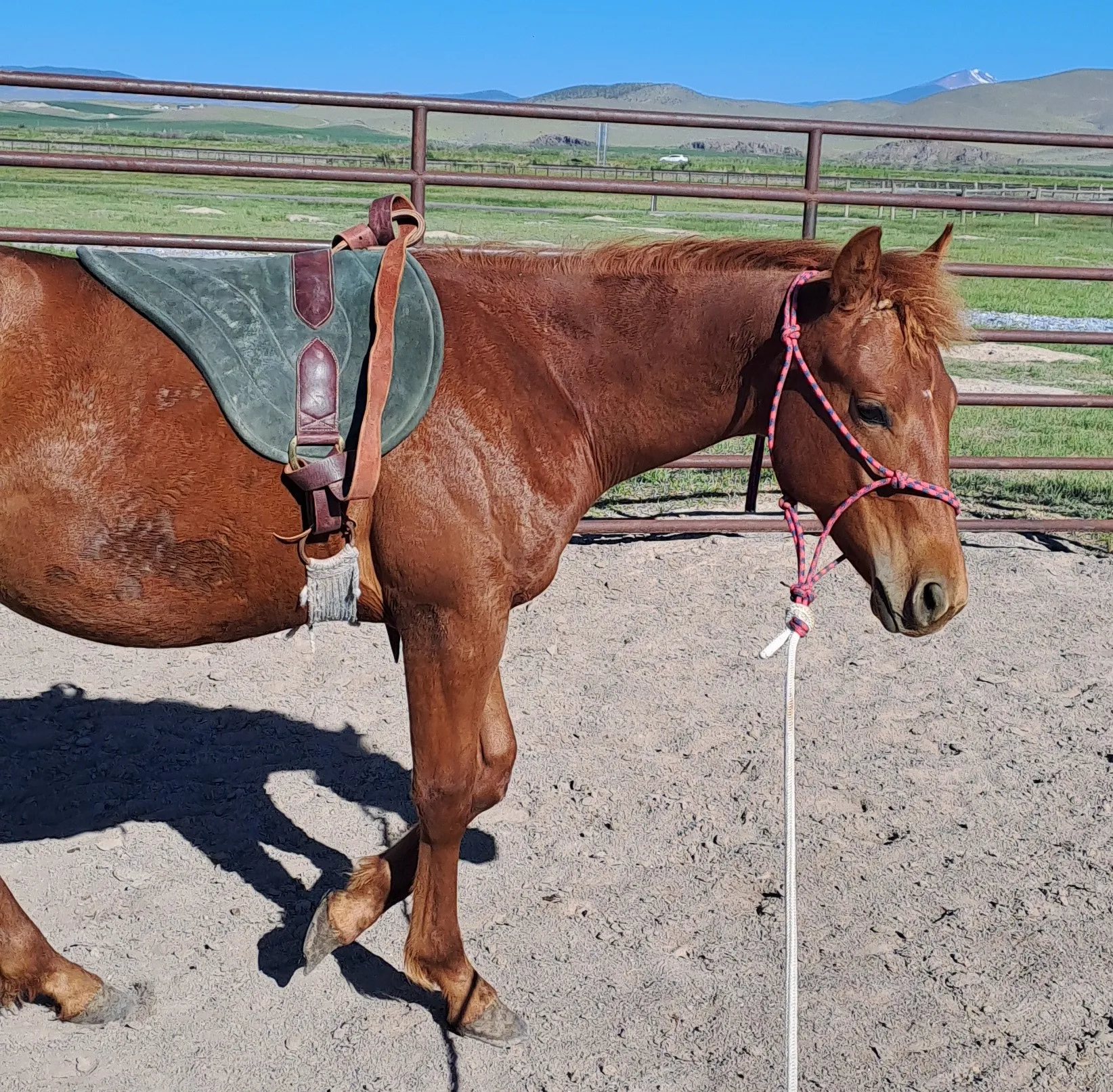 Cours particulier d'équitation