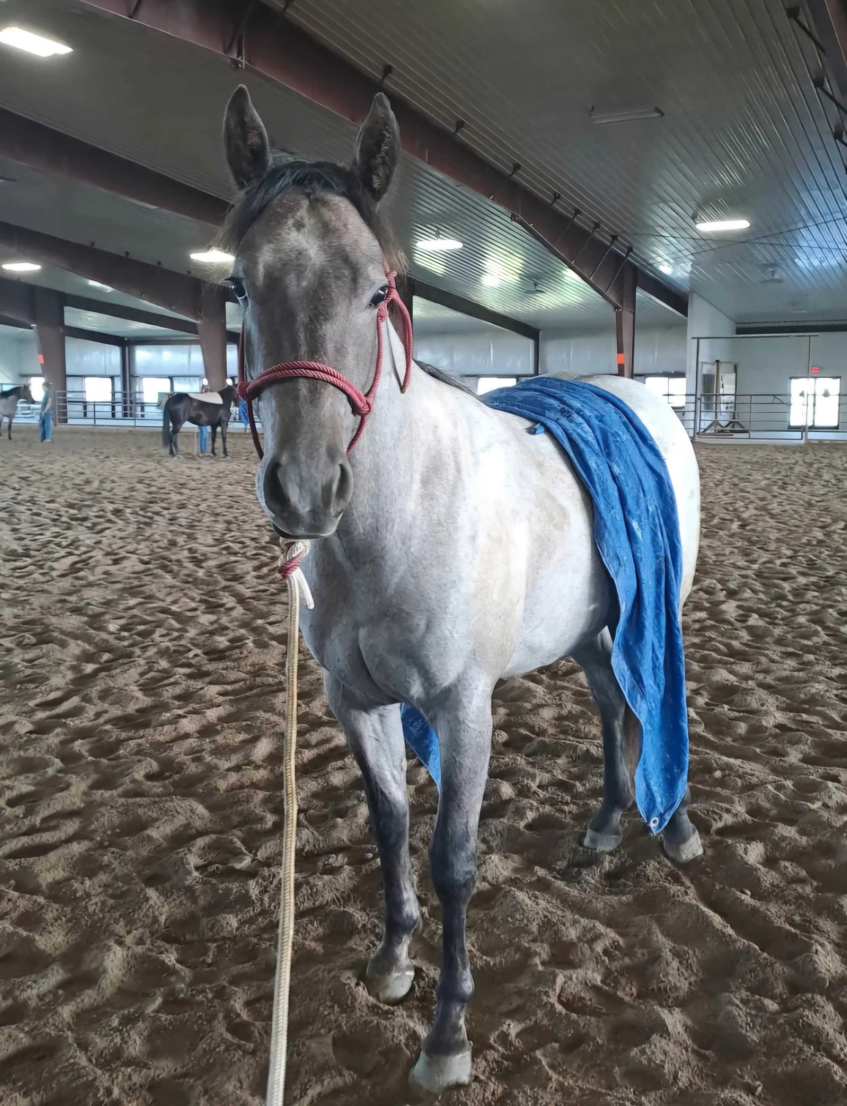 Cours particulier d'équitation
